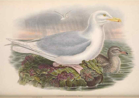Reproducción/Reproduction 48914570478: The birds of Great Britain. London :Printed by Taylor and Francis, published by the author,1873.. 