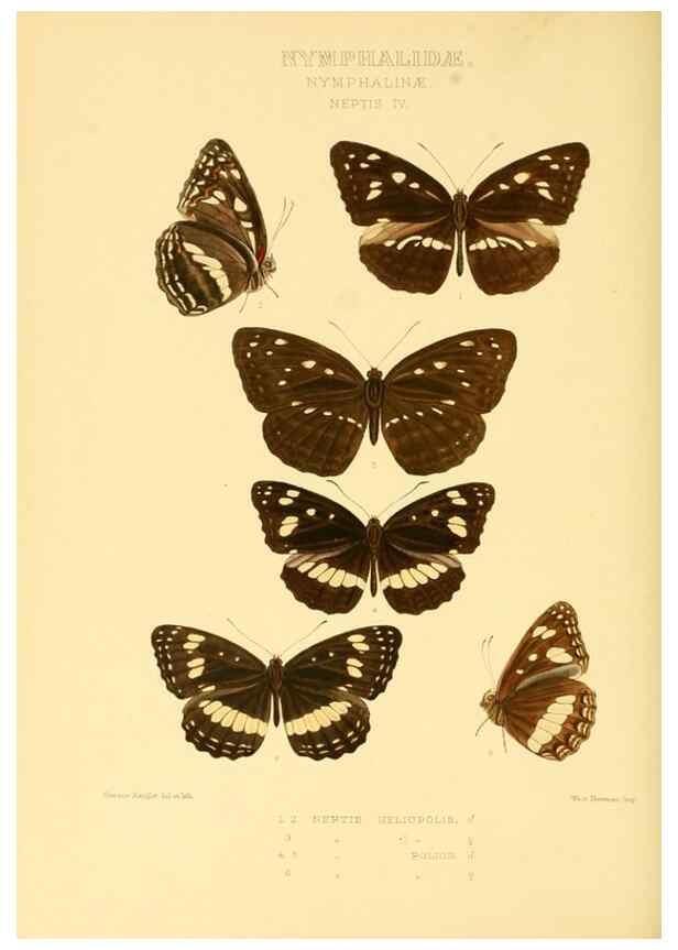 Reproducción/Reproduction 48953897533: Rhopalocera exotica. London :Gurney & Jackson,1887-1902.. 