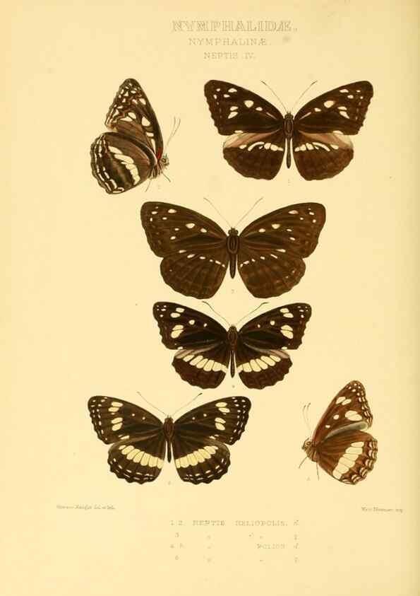 Reproducción/Reproduction 48953897533: Rhopalocera exotica. London :Gurney & Jackson,1887-1902.. 