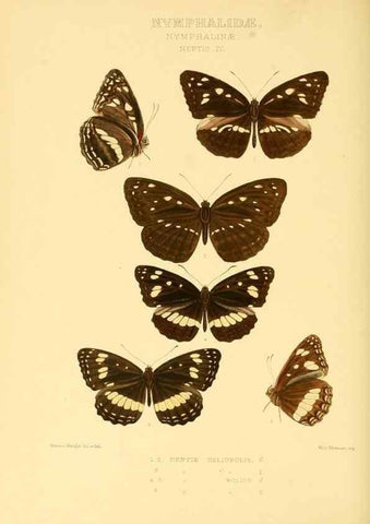 Reproducción/Reproduction 48953897533: Rhopalocera exotica. London :Gurney & Jackson,1887-1902.. 