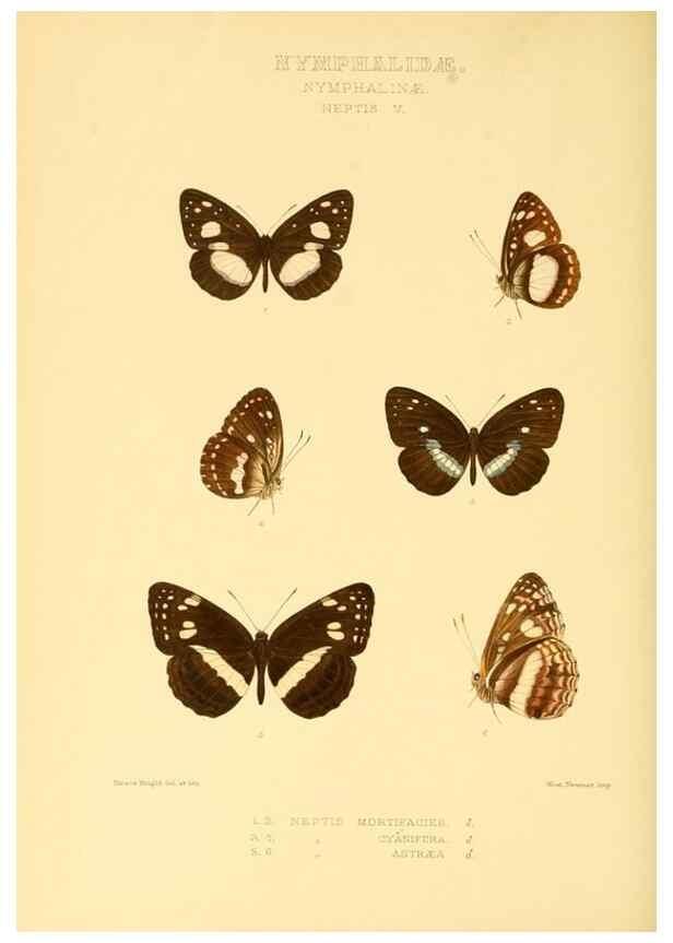Reproducción/Reproduction 48954448211: Rhopalocera exotica. London :Gurney & Jackson,1887-1902.. 