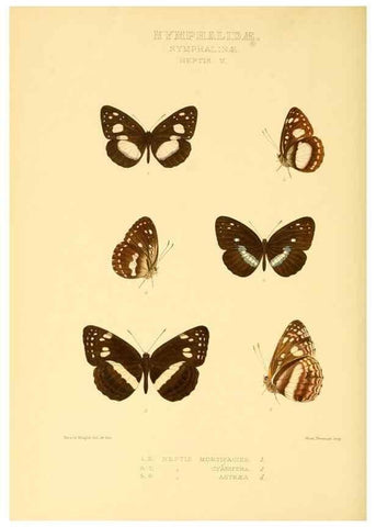 Reproducción/Reproduction 48954448211: Rhopalocera exotica. London :Gurney & Jackson,1887-1902.. 