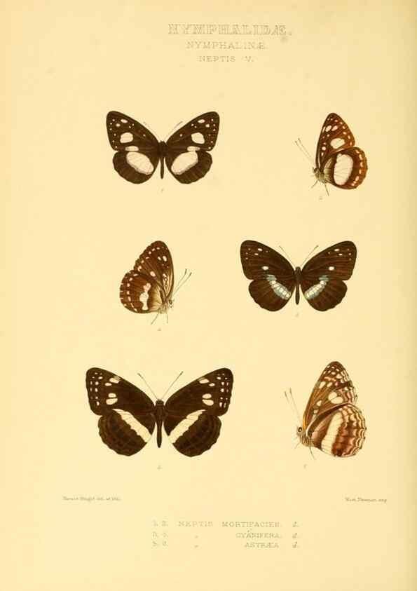 Reproducción/Reproduction 48954448211: Rhopalocera exotica. London :Gurney & Jackson,1887-1902.. 
