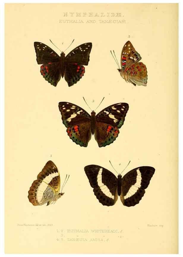 Reproducción/Reproduction 48953898163: Rhopalocera exotica. London :Gurney & Jackson,1887-1902.. 