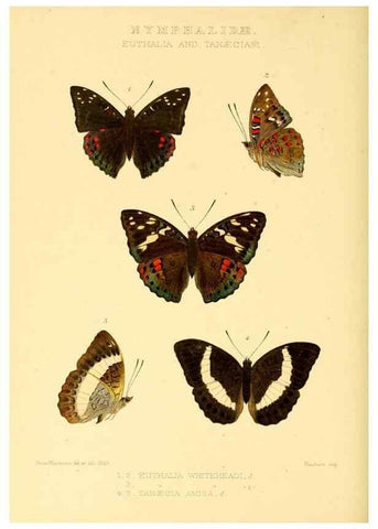 Reproducción/Reproduction 48953898163: Rhopalocera exotica. London :Gurney & Jackson,1887-1902.. 