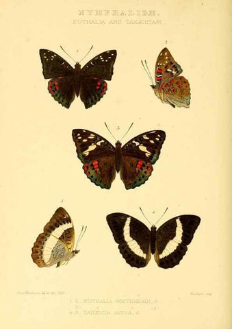 Reproducción/Reproduction 48953898163: Rhopalocera exotica. London :Gurney & Jackson,1887-1902.. 