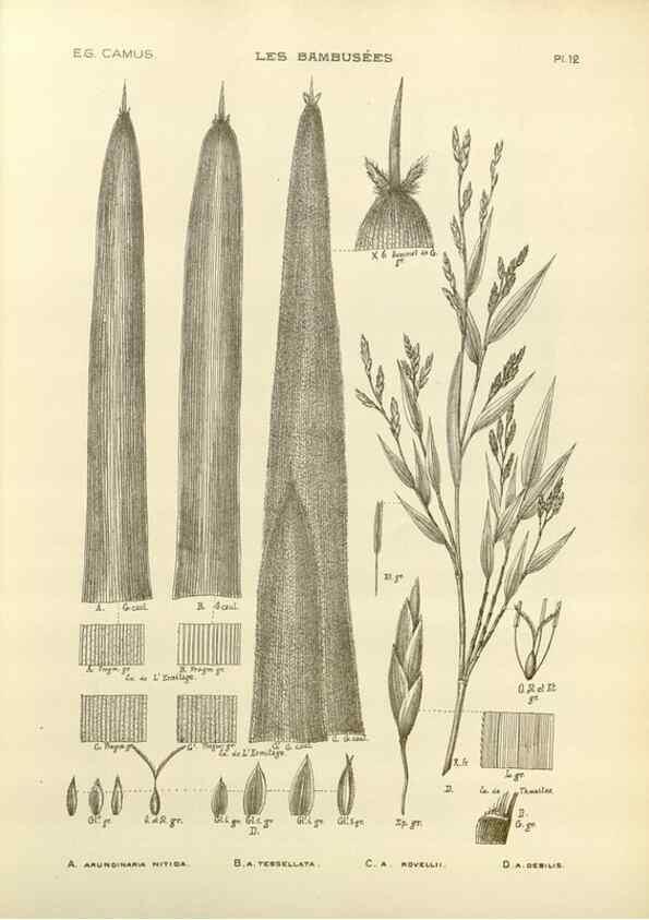 Reproducción/Reproduction 49011922883: Les Bambusées:. Paris,P. Lechevalier,1913.. 