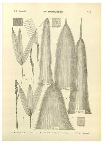 Reproducción/Reproduction 49011923283: Les Bambusées:. Paris,P. Lechevalier,1913.. 