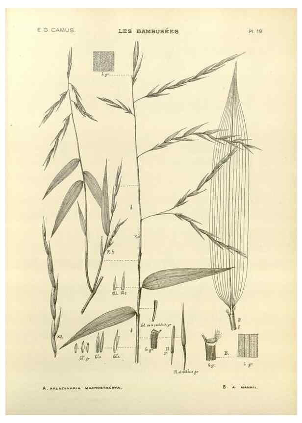 Reproducción/Reproduction 49011925213: Les Bambusées:. Paris,P. Lechevalier,1913.. 