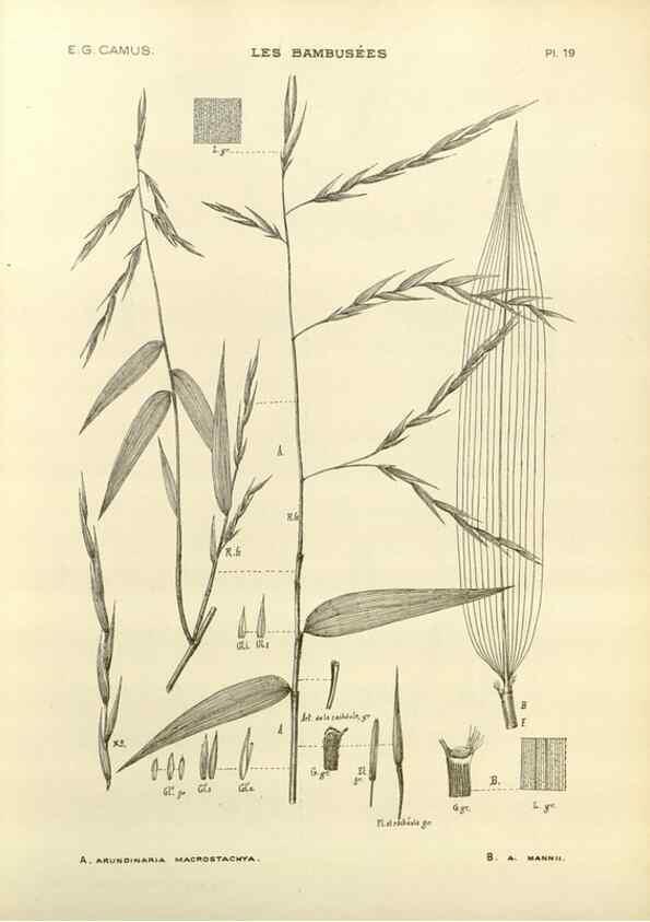 Reproducción/Reproduction 49011925213: Les Bambusées:. Paris,P. Lechevalier,1913.. 