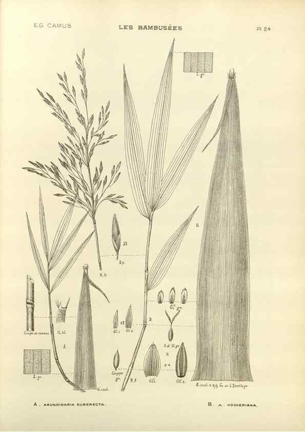 Reproducción/Reproduction 49012456481: Les Bambusées:. Paris,P. Lechevalier,1913.. 