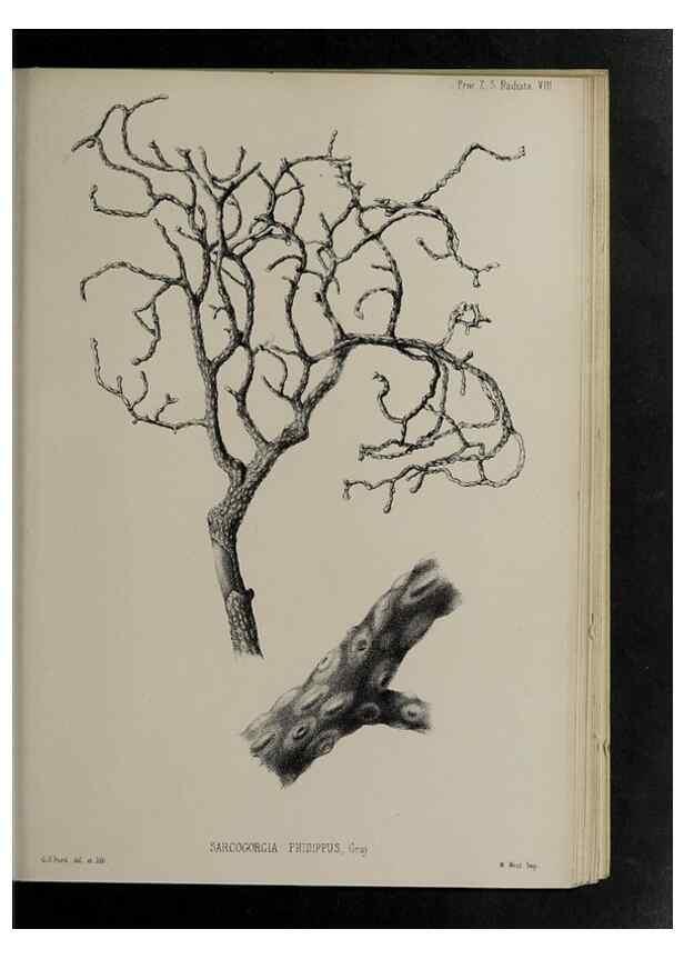 Reproducción/Reproduction 48992396741: Proceedings of the Zoological Society of London.. London :Academic Press, [etc.],1833-1965.. 