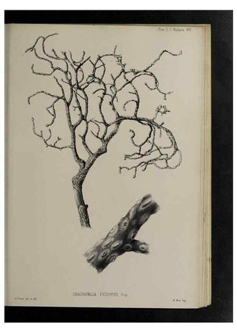Reproducción/Reproduction 48992396741: Proceedings of the Zoological Society of London.. London :Academic Press, [etc.],1833-1965.. 