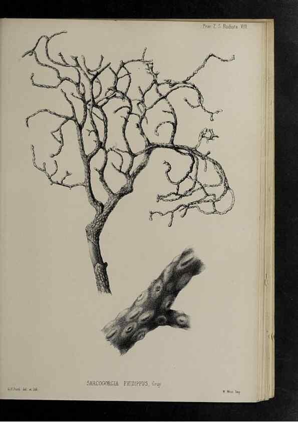 Reproducción/Reproduction 48992396741: Proceedings of the Zoological Society of London.. London :Academic Press, [etc.],1833-1965.. 