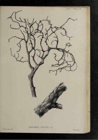Reproducción/Reproduction 48992396741: Proceedings of the Zoological Society of London.. London :Academic Press, [etc.],1833-1965.. 