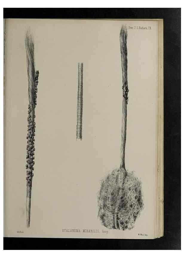 Reproducción/Reproduction 48991852018: Proceedings of the Zoological Society of London.. London :Academic Press, [etc.],1833-1965.. 