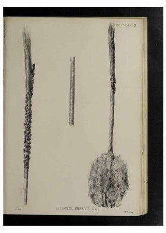 Reproducción/Reproduction 48991852018: Proceedings of the Zoological Society of London.. London :Academic Press, [etc.],1833-1965.. 