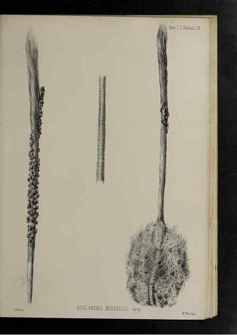 Reproducción/Reproduction 48991852018: Proceedings of the Zoological Society of London.. London :Academic Press, [etc.],1833-1965.. 