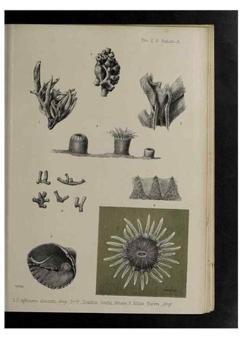 Reproducción/Reproduction 48992397546: Proceedings of the Zoological Society of London.. London :Academic Press, [etc.],1833-1965.. 