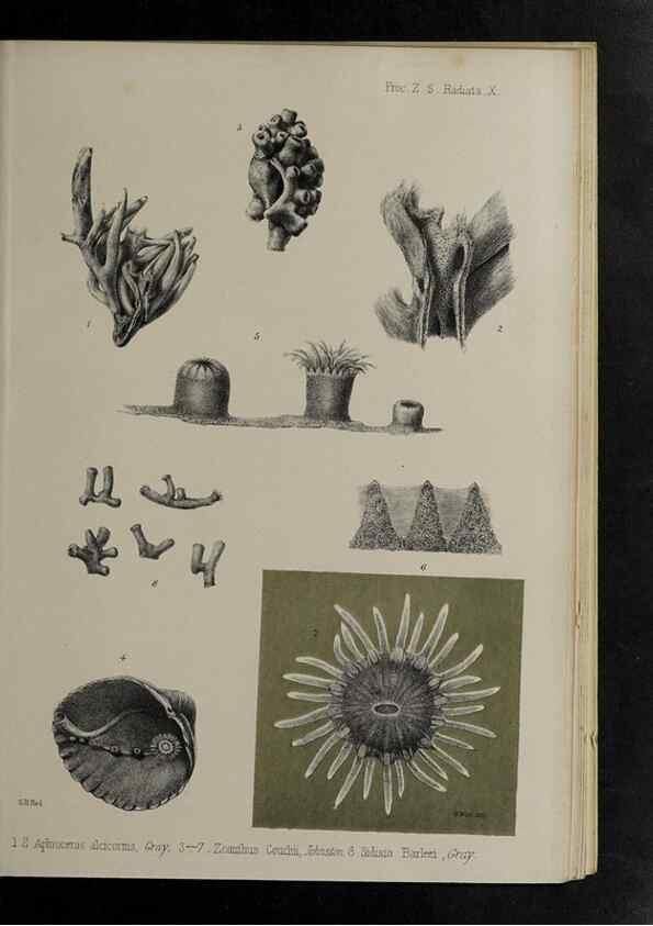 Reproducción/Reproduction 48992397546: Proceedings of the Zoological Society of London.. London :Academic Press, [etc.],1833-1965.. 
