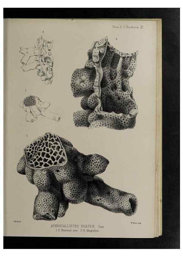 Reproducción/Reproduction 48991852808: Proceedings of the Zoological Society of London.. London :Academic Press, [etc.],1833-1965.. 
