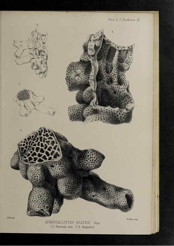 Reproducción/Reproduction 48991852808: Proceedings of the Zoological Society of London.. London :Academic Press, [etc.],1833-1965.. 