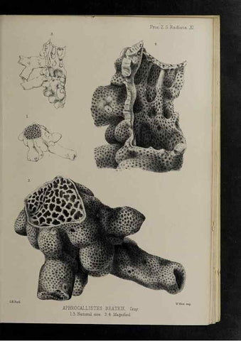 Reproducción/Reproduction 48991852808: Proceedings of the Zoological Society of London.. London :Academic Press, [etc.],1833-1965.. 