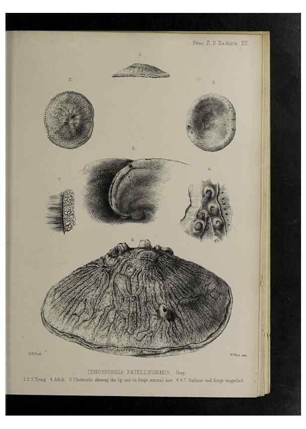Reproducción/Reproduction 48992398341: Proceedings of the Zoological Society of London.. London :Academic Press, [etc.],1833-1965.. 