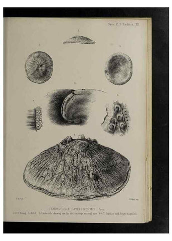 Reproducción/Reproduction 48992398341: Proceedings of the Zoological Society of London.. London :Academic Press, [etc.],1833-1965.. 