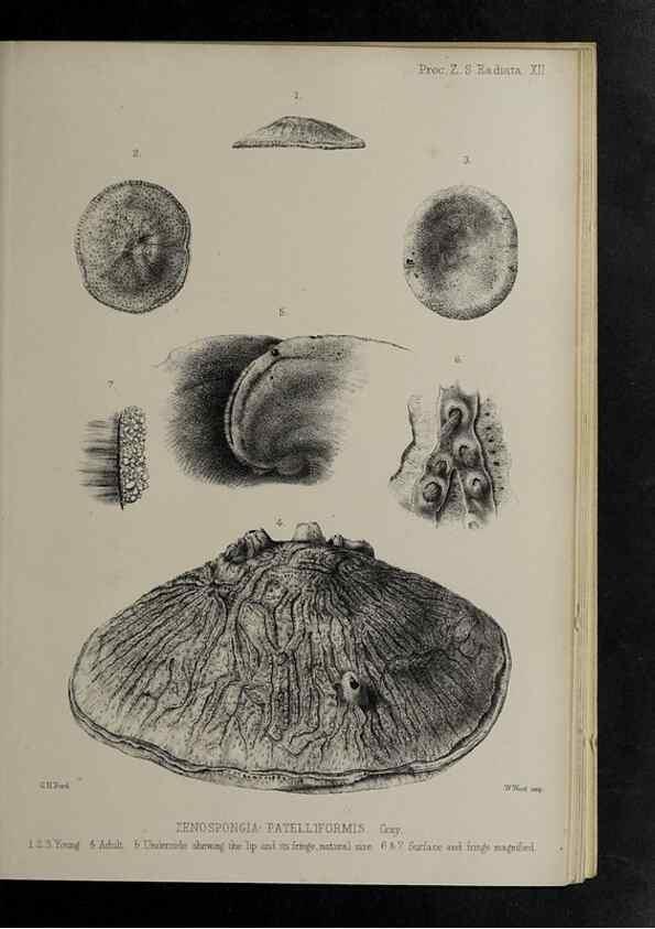 Reproducción/Reproduction 48992398341: Proceedings of the Zoological Society of London.. London :Academic Press, [etc.],1833-1965.. 