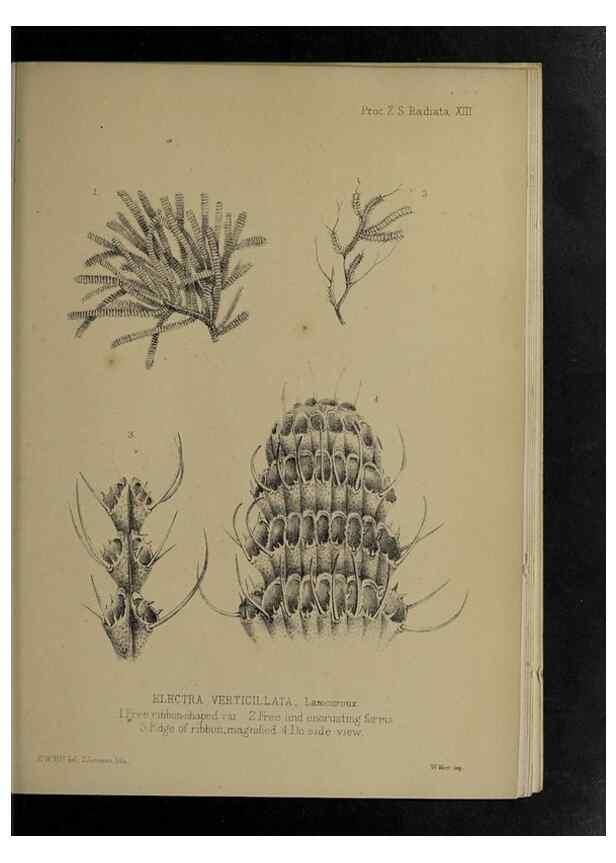 Reproducción/Reproduction 48991853818: Proceedings of the Zoological Society of London.. London :Academic Press, [etc.],1833-1965.. 