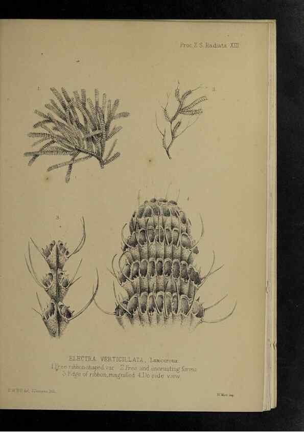 Reproducción/Reproduction 48991853818: Proceedings of the Zoological Society of London.. London :Academic Press, [etc.],1833-1965.. 