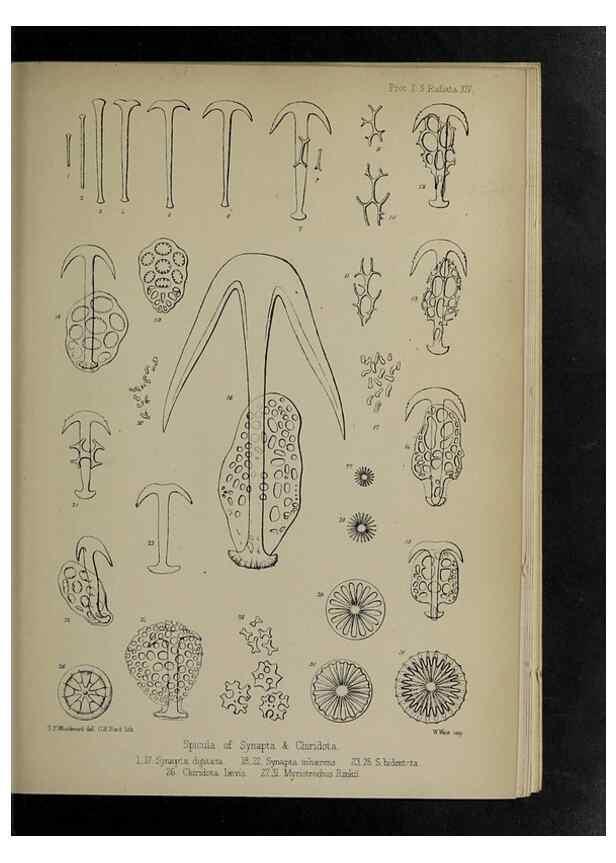 Reproducción/Reproduction 48992399341: Proceedings of the Zoological Society of London.. London :Academic Press, [etc.],1833-1965.. 