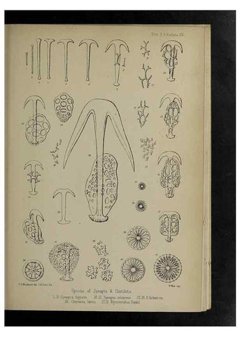 Reproducción/Reproduction 48992399341: Proceedings of the Zoological Society of London.. London :Academic Press, [etc.],1833-1965.. 