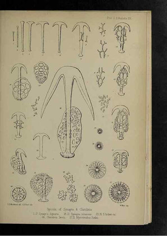 Reproducción/Reproduction 48992399341: Proceedings of the Zoological Society of London.. London :Academic Press, [etc.],1833-1965.. 