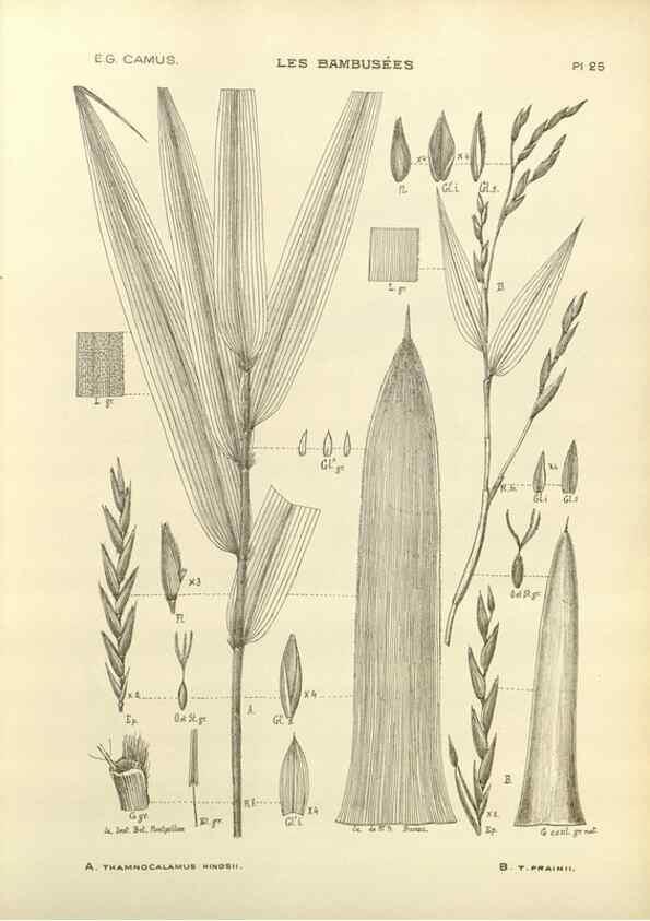 Reproducción/Reproduction 49012665087: Les Bambusées:. Paris,P. Lechevalier,1913.. 