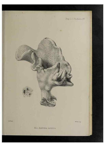 Reproducción/Reproduction 48992597037: Proceedings of the Zoological Society of London.. London :Academic Press, [etc.],1833-1965.. 