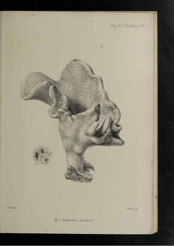 Reproducción/Reproduction 48992597037: Proceedings of the Zoological Society of London.. London :Academic Press, [etc.],1833-1965.. 