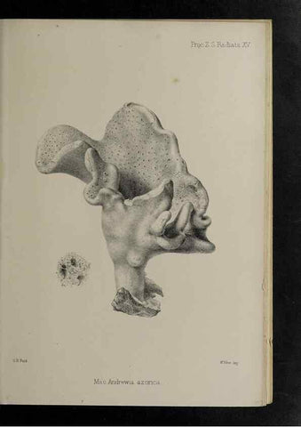 Reproducción/Reproduction 48992597037: Proceedings of the Zoological Society of London.. London :Academic Press, [etc.],1833-1965.. 