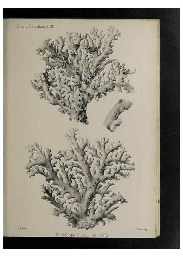 Reproducción/Reproduction 48992400506: Proceedings of the Zoological Society of London.. London :Academic Press, [etc.],1833-1965.. 