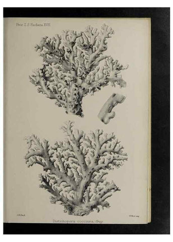 Reproducción/Reproduction 48992400506: Proceedings of the Zoological Society of London.. London :Academic Press, [etc.],1833-1965.. 