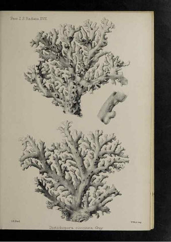 Reproducción/Reproduction 48992400506: Proceedings of the Zoological Society of London.. London :Academic Press, [etc.],1833-1965.. 