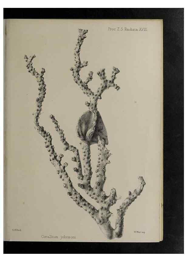Reproducción/Reproduction 48991856028: Proceedings of the Zoological Society of London.. London :Academic Press, [etc.],1833-1965.. 