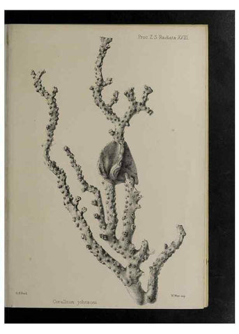 Reproducción/Reproduction 48991856028: Proceedings of the Zoological Society of London.. London :Academic Press, [etc.],1833-1965.. 