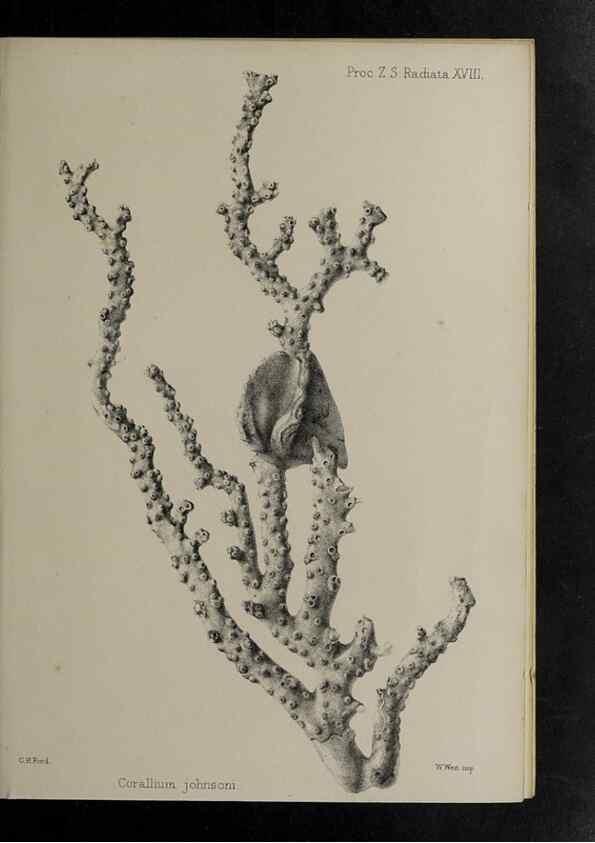 Reproducción/Reproduction 48991856028: Proceedings of the Zoological Society of London.. London :Academic Press, [etc.],1833-1965.. 