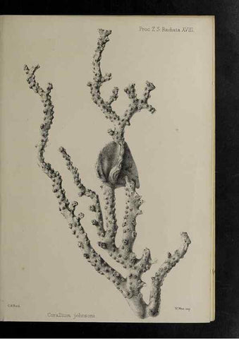 Reproducción/Reproduction 48991856028: Proceedings of the Zoological Society of London.. London :Academic Press, [etc.],1833-1965.. 