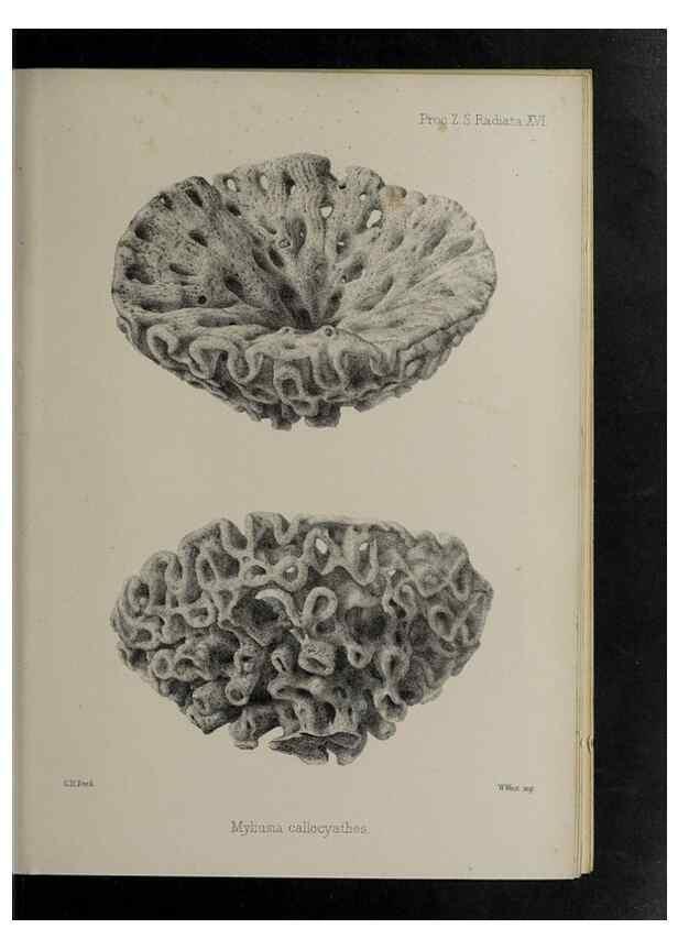 Reproducción/Reproduction 48992597457: Proceedings of the Zoological Society of London.. London :Academic Press, [etc.],1833-1965.. 