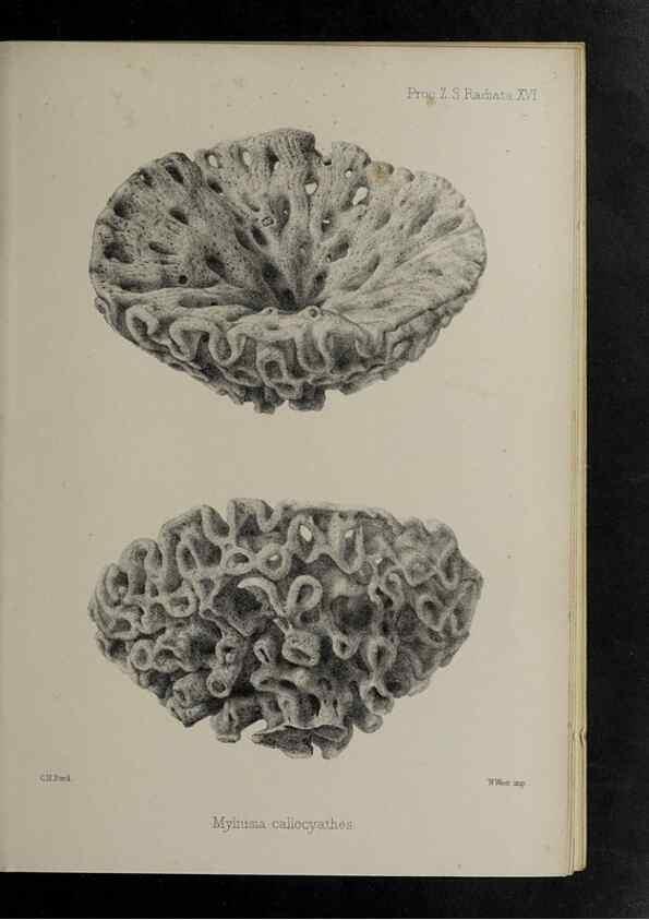 Reproducción/Reproduction 48992597457: Proceedings of the Zoological Society of London.. London :Academic Press, [etc.],1833-1965.. 