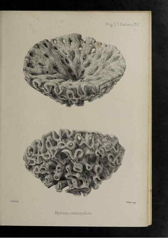 Reproducción/Reproduction 48992597457: Proceedings of the Zoological Society of London.. London :Academic Press, [etc.],1833-1965.. 
