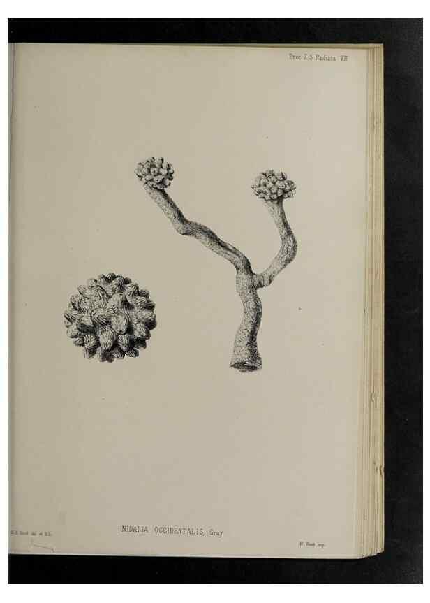 Reproducción/Reproduction 48992396361: Proceedings of the Zoological Society of London.. London :Academic Press, [etc.],1833-1965.. 